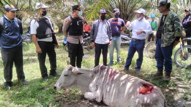 Harimau Terkam Dua Ekor Lembu di Areal Perkebunan Sawit Simalungun