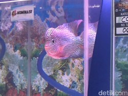 Menilik Geliat Ikan Louhan hingga Celah Cari Cuan
