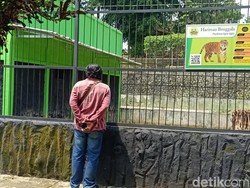 Perawat Satwa Tewas Diterkam Harimau, Pengelola Bantah Kurang Pakan