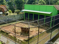 Tentang Darma, Harimau yang Terkam Perawatnya Hingga Tewas di Banjarnegara