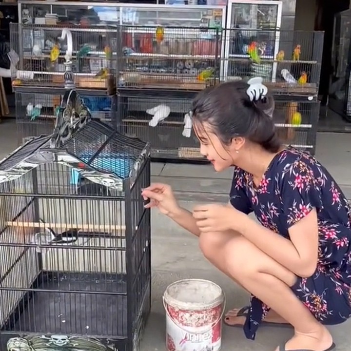 <p>Enggak cuma bermain dengan para unggas, Nonni juga merawat burung serta ayam miliknya sendiri. Mulai dari memberi makan, vitamin, hingga memandikan peliharaannya. (Foto: TikTok @nonnindahh1)</p>