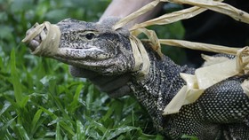 Empat Pria di India Perkosa Biawak Lalu Memakannya