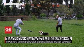 VIDEO: Tempat Penitipan Hewan Tawarkan Fasilitas Layaknya Hotel