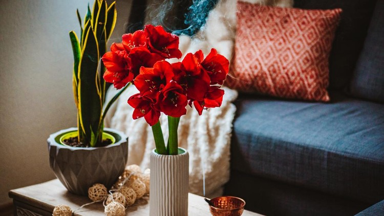 Beautiful Shots of Amaryllis cozy at Home with Palo Santo