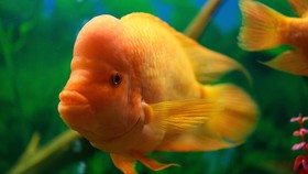 Ikan Iblis Merah Diburu usai Diduga Rusak Ekosistem Danau Toba