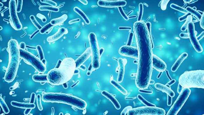 Ilustrasi bakteri Salmonella