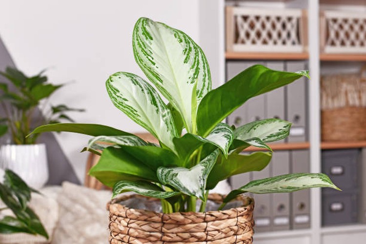 Jika Bunda sedang mencari tanaman hias dengan dedaunan yang unik dan menarik, tanaman aglaonema bisa menjadi pilihan. Simak jenisnya di sini yuk.