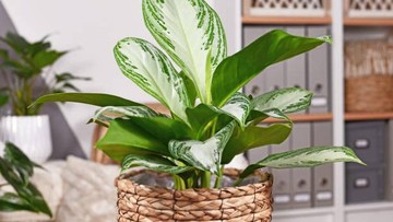 JENIS TANAMAN AGLAONEMA LAINNYA