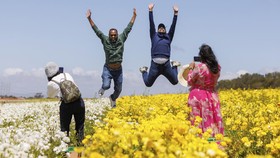 FOTO: Hamparan Ladang Bunga yang Memesona di California