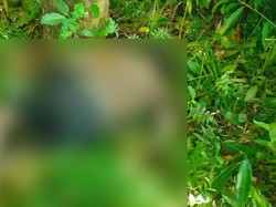 Kakek Ditemukan Tak Bernyawa di Gianyar, Diduga Jatuh saat Cari Janur