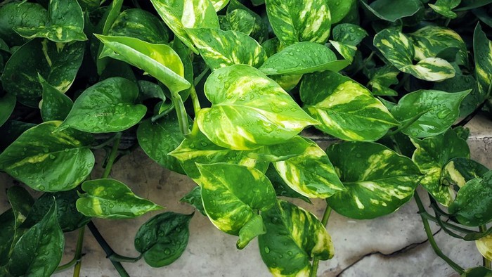 Golden pothos background.Devil's ivy.Epipremnum aureum is classified as an ornamental flower. Types of popular ivy plants. Air purification tree that should be planted in the house.