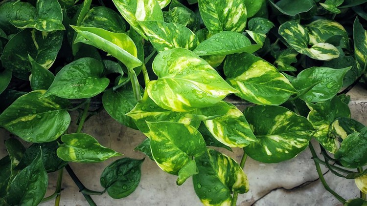 Golden pothos background.Devil's ivy.Epipremnum aureum is classified as an ornamental flower. Types of popular ivy plants. Air purification tree that should be planted in the house.