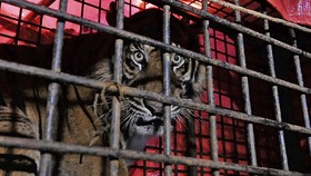 KLHK Terjunkan Penembak Bius Cegah Harimau Serang Manusia