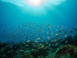 Tips Bikin Foto Underwater Pakai Ponsel yang Aman dan Ciamik