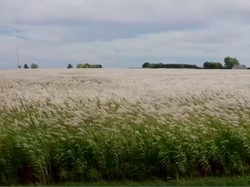 Menanam Jenis Rumput Ini Bantu Kurangi Pemanasan Global