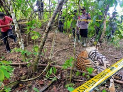 Harimau Sumatera Mati Terjerat di Agam Sumbar, BKSDA Ingatkan Sanksi