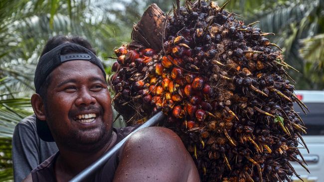 Petani dan ekosistem industri CPO di Malaysia kebanjiran kontrak. Dikhawatirkan kontrak berlaku jangka panjang minimum 1 tahun ke depan.