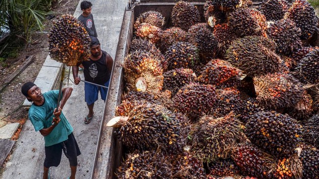 Menteri Perdagangan Zulkifli Hasan (Zulhas) meresmikan bursa crude palm oil (CPO) Indonesia pada Jumat (13/10).