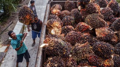 Workers transfer harvested palm fruits to a transport truck before being processing into CPO at a palm plantation in Pekanbaru on April 23, 2022.