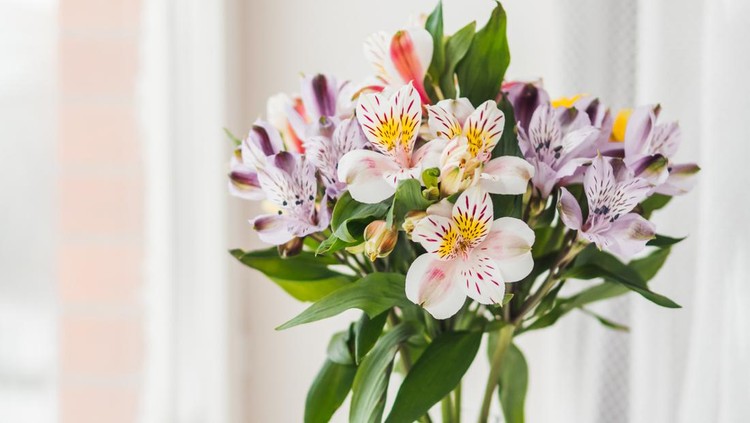 Colorful Alstroemeria flowers in glass vase on window sill. Natural spring background with white and violet flowers.