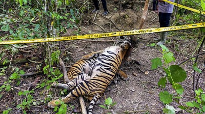 img-title Harimau Sumatera Mati di TNKS Diduga Berkelahi dengan Kerbau
