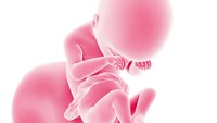 <p>Pada minggu ke-19 kehamilan, panca indra janin mulai bekerja. Sel-sel saraf indra perasa, pendengaran, penglihatan, dan penciuman mulai berkembang di otak janin. (Foto: Getty Images/iStockphoto/SciePro)</p>