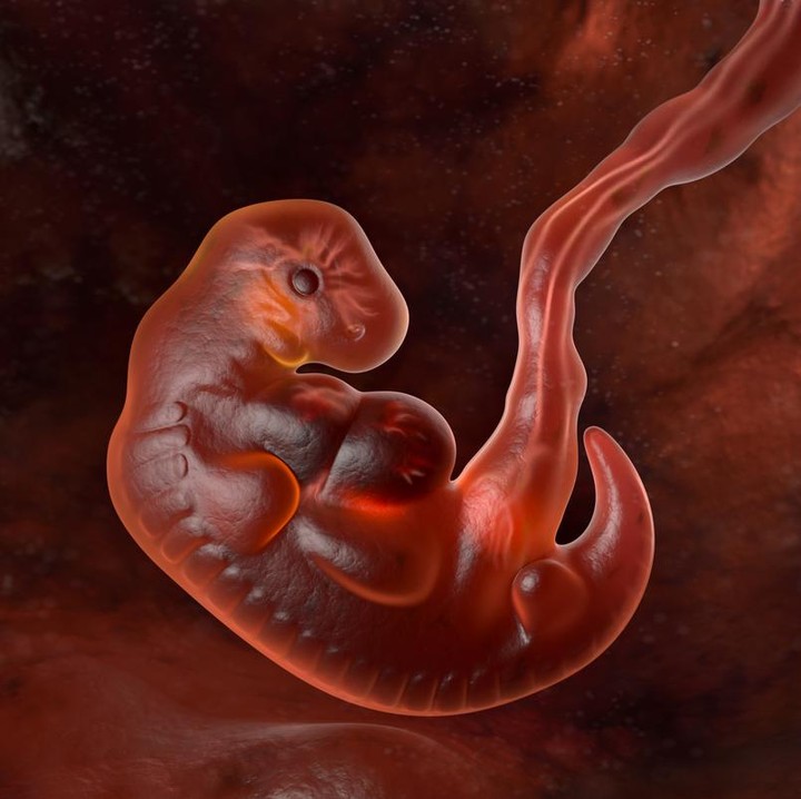 <p>Memasuki usia kehamilan lima minggu, organ tubuh bayi bersiap untuk terbentuk. Di minggu ini, detak jantung juga mulai muncul. (Foto: Getty Images/iStockphoto/iLexx)</p>