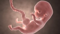 <p>Memasuki usia kehamilan delapan minggu, bentuk wajah sudah terlihat lebih jelas. Melalui pemeriksaan ultrasonografi (USG), kita bisa melihat telinga, bibir atas, dan ujung hidung bayi. Kelopak mata juga akan terbentuk dan melipat di minggu ini. (Foto: Getty Images/iStockphoto/Dr_Microbe). </p>
