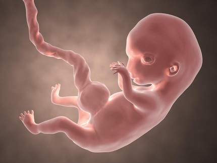5 Potret Menakjubkan Ilustrasi Janin dalam Rahim dari Trimester 1-Trimester 3