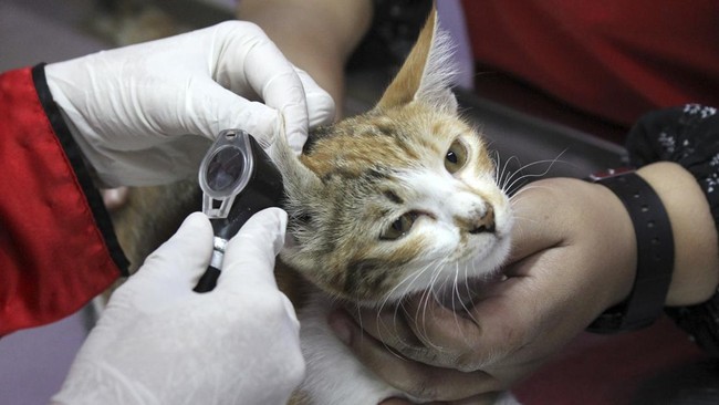 Brigjen TNI NA menembak sejumlah kucing dengan maksud menjaga kebersihan dan kenyamanan di lingkungan Perwira Siswa Sesko TNI.