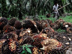 Harga Referensi CPO Naik 2,32% Jadi US$ 839/MT