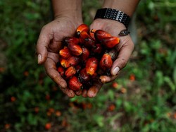 PalmCo Garap Kebun Sawit Terluas di Dunia, Ini Strateginya