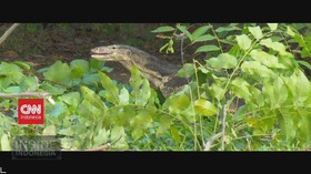 VIDEO: Merekam Eksotisme Pulau Biawak