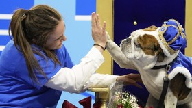 FOTO: Mencari Bulldog Tercantik di AS