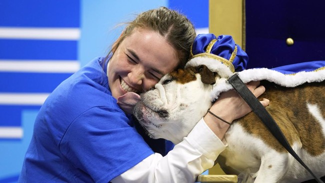 FOTO: Mencari Bulldog Tercantik di AS
