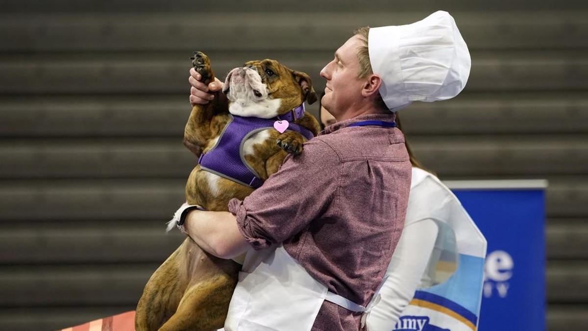 FOTO: Mencari Bulldog Tercantik di AS