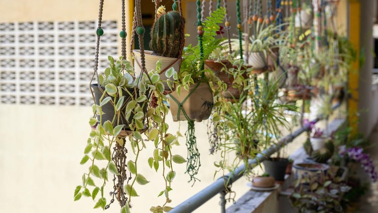 Tanaman Hias Gantung Collection of hanging green plants outdoor and growing in pots on the balcony