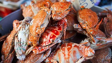 CARA MEMBERSIHKAN KEPITING SELANJUTNYA