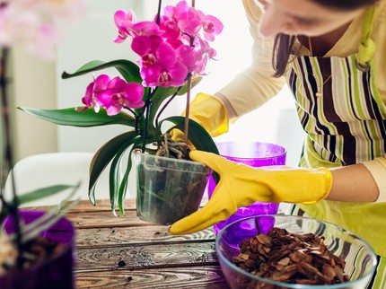 9 Tanaman Penyerap Lembap, Bikin Ruangan Jadi Segar Bebas Pengap
