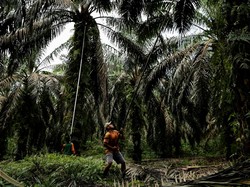 Mumet Harga TBS Anjlok, Petani Biarkan Sawit Busuk di Pohon