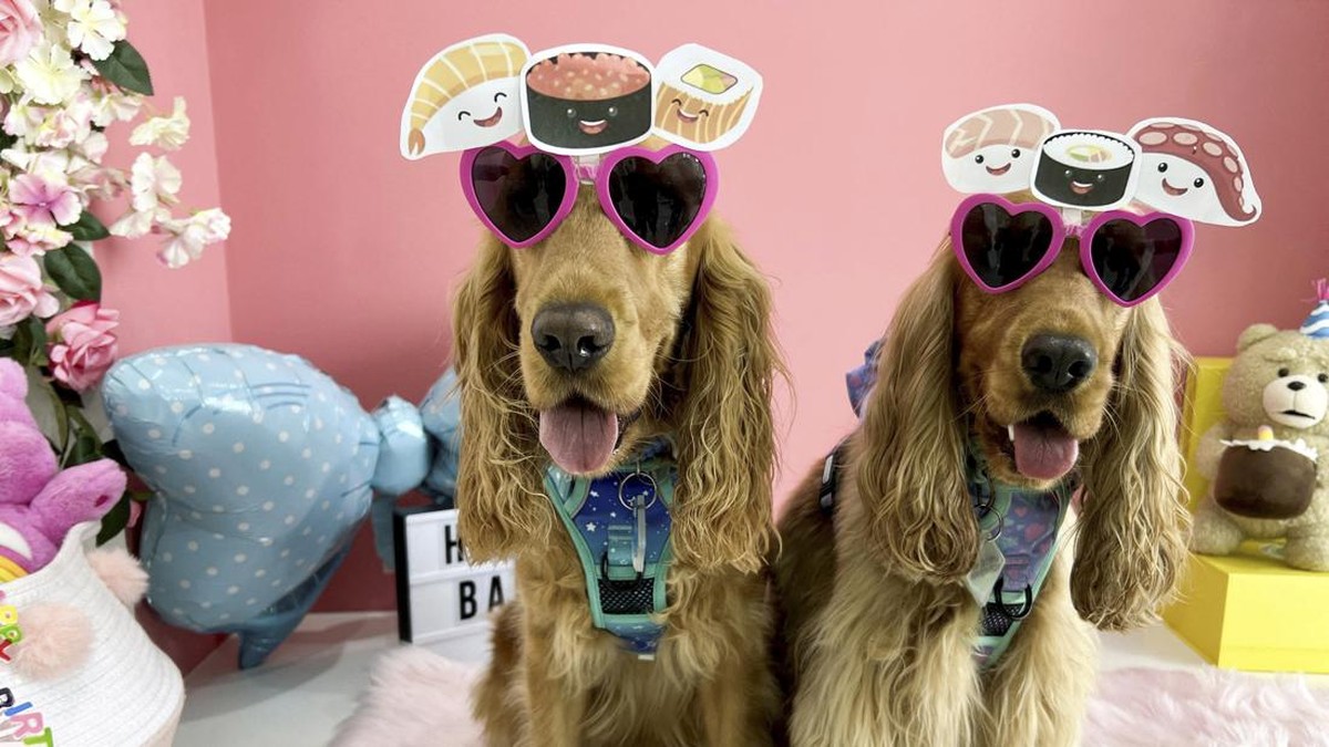 FOTO: Puppacinos dan Pupcakes: Menu Istimewa Buat si Kesayangan