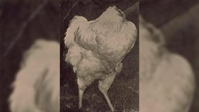 7 Hewan yang Masih Bisa Hidup meski Kepala Terpisah dari Tubuh