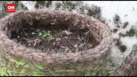 VIDEO: Ribuan Ulat Bulu Hinggap Di Pemukiman Warga Kabupaten Situbondo