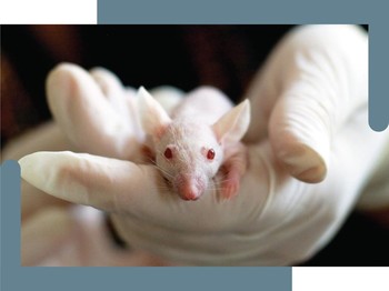 Fakta di Balik Tikus yang Selalu Dijadikan Bahan Percobaan Sains