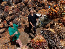 Terbukti di WTO! Uni Eropa Ternyata Diskriminasi Sawit RI