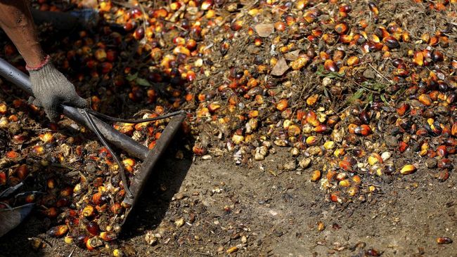 Ketua Umum DPP Apkasindo, Gulat Manurung mengatakan bahwa petani sawit merugi Rp11,7 triliun akibat larangan ekspor crude palm oil (CPO).