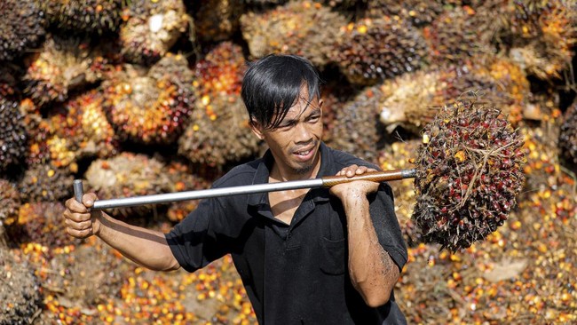 APKASINDO menjabarkan ada tiga masalah yang saat ini dihadapi petani sawit Indonesia.