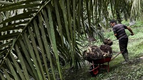 Demo Petani Sawit se-Indonesia Digelar Hari Ini, Tuntut 5 Hal