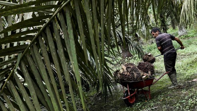 Demo Petani Sawit se-Indonesia Digelar Hari Ini, Tuntut 5 Hal Petani sawit seluruh Indonesia (se-Indonesia) akan menggelar demo serentak di 22 provinsi untuk memprotes larangan ekspor minyak goreng.