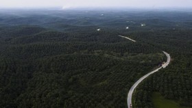 Luhut Sebut 4 Juta Hektare Kebun Sawit Tak Memiliki Sertifikat